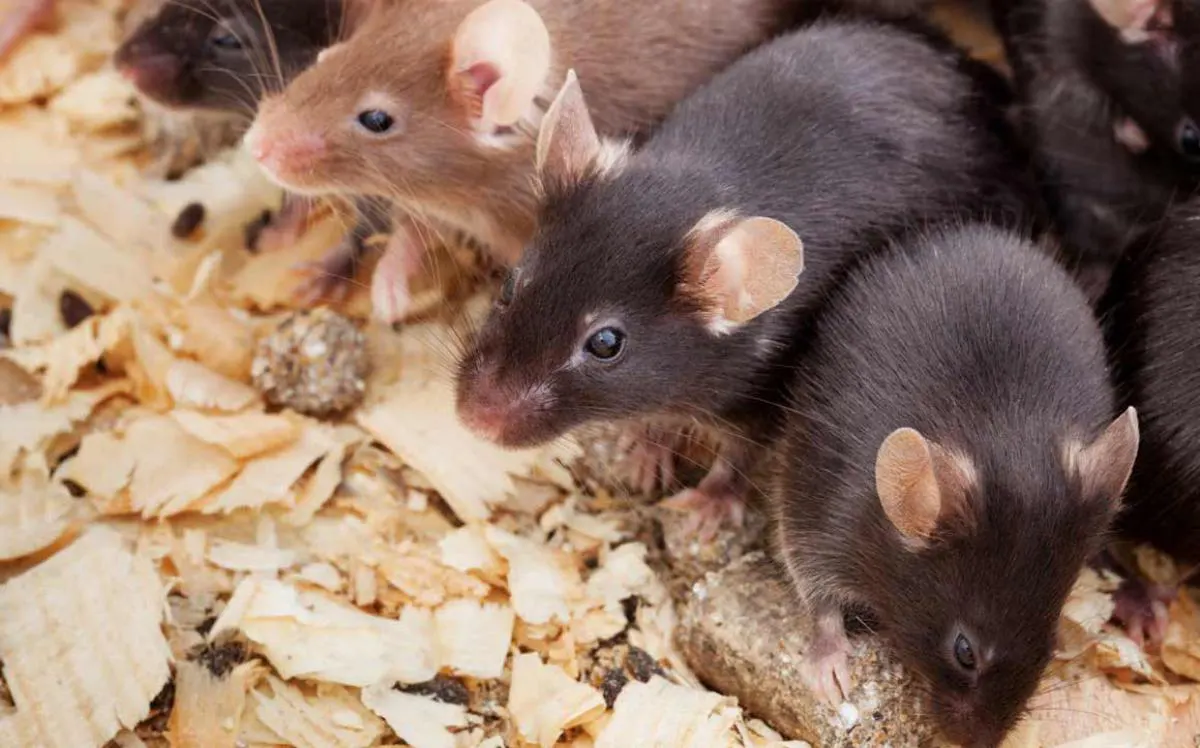 Dératisation, Bordeaux Termites lutte contre les nuisances et l’invasion des rongeurs nuisibles comme les Rats, Les Souris, les Mulots... En Gironde