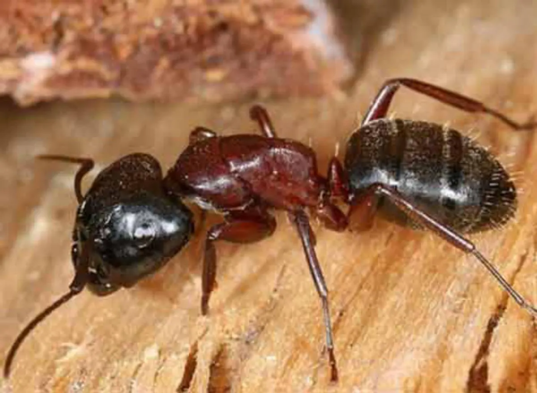fourmis charpentières: traitement d'une espèces problèmatiques