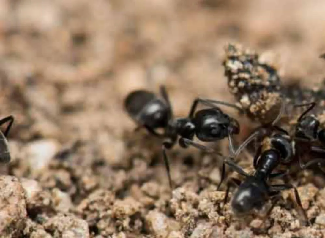 fourmis noires:traitement d'une espèce de fourmis indésirables