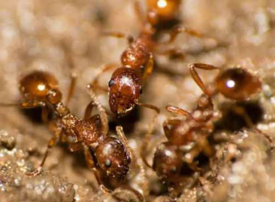 Fourmis Pharaons Traitement d'une espèce de fourmis nuisibles