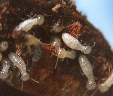 Lesparre Médoc-Termites traite les termites et insectes xylophages sur le nord Ouest Gironde