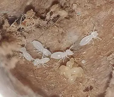 Traitement termites sur Liboune et le Libournais - Libourne termites lutte contre les colonies de termites
