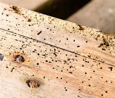 Bois de charpente infestés de vrillettes, insectes à larves xylophages à Arcachon - Bordeaux termites Bordeaux termites a éradiqué l’infestation des nuisibles par traitement charpente et traitement bois par injection d’insecticide et préventif et curatif.