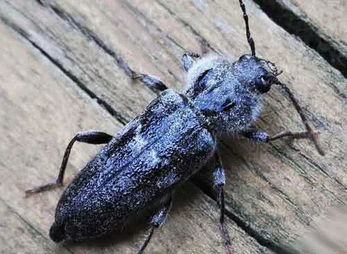 photo d'un capricorne des maisons un insecte à larves xylophages