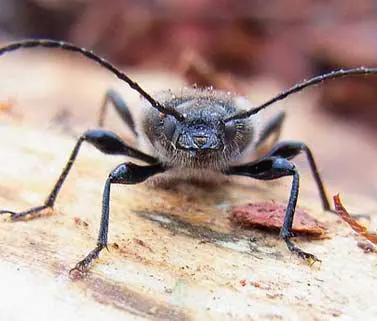 Capricorne des maisons est un insectes à larves xylophages à traiter pour la survie de votre charpente - Bordeaux termites votre expert en traitement bois et traitement de charpente sur LANGON