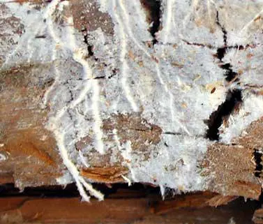 Coniphore des caves trouvé sur Libourne - BORDEAUX TERMITES - Traitement mérule sur le Libournais et en GIRONDE