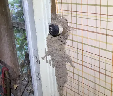 cordonnet termites à Blaye