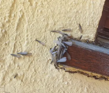 essaimage termites à BLAYE
