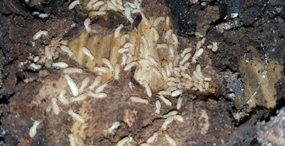 Infestation de termites, les insectes xylophages, la photo montre bien la présence de termites, le diagnostic des l’état parasitaire est positif – BORDEAUX TERMITES va procéder à l’éradication de la colonie car ces insectes xylophages sont nuisibles et parasite du bois de nos maisons.