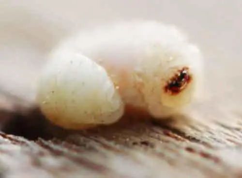 photo d'une larve xylophage de petite vrillette