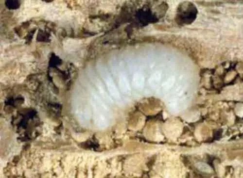 photo d'une larve xylophage de grosse vrillette
