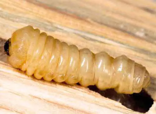 une photo de larve xylophages de capricorne des maisons