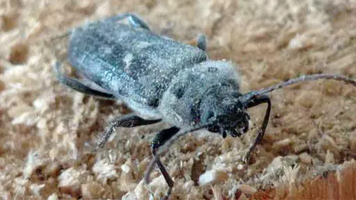 Le capricorne est un insecte à larve xylophage