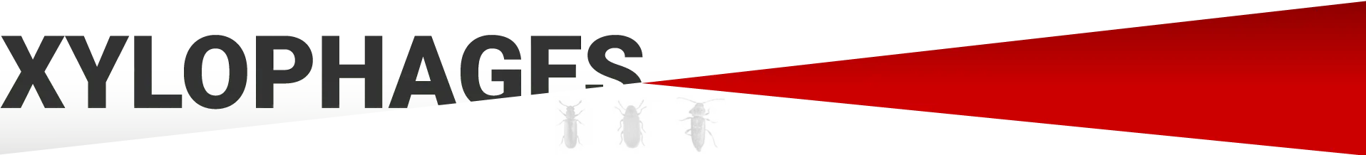 Traitement bois libourne Termites - Traitement bois contre les insectes à larves xylophages: capricorne des maisons, petite vrillette, grosse vrillette, lyctus, hespérophanes...