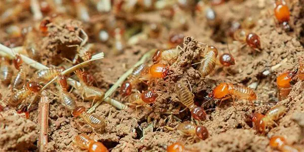 Colonnie de Termites dans le square du 15th Dragon à Libourne.
