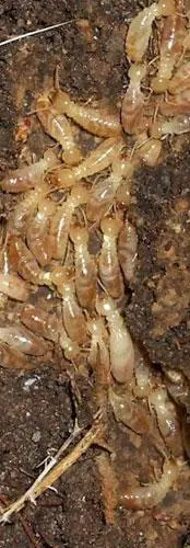 Traitement Bois contre les insectes xylophages, traitement anti-termites préventif et curatif - BORDEAUX TERMITES