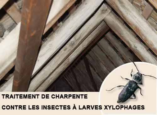 Traitement charpente préventif et curatif contre les insectes à larves xylophages par injection d'insecticide Bio Sourcé dans les bois de charpente