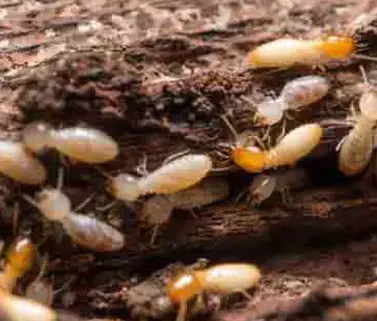 Traitement termites curatif par injection d'insectice dans les bois et les murs afin de stopper la colonie de termite à Libourne, Saint-André-de-Cubzac, Mouillac, Vérac, La Lande-de-Fronsac, Cadillac-en-Fronsadais, Villegouge, Galgon, Bonzac, Saint-Denis-de-Pile, Les Artigues-de-Lussac, Lussac, Montagne, Puisseguin, Saint-émilion, Néac, Pomerol, Saint-Sulpice-de-Faleyrens, Saint-Laurent-des-Combes, Saint-Pey-d’Armens, Vignonet, Moulon, Génissac, Cadarsac, Arveyres, Nérigean, Saint-Germain-du-Puch, Beychac-et-Caillau, Saint-Sulpice-et-Cameyrac, Montussan, Saint-Loubès, Asques, Lugon-et-l’île-du-Carnay, La Rivière, Saint-Michel-de-Fronsac, Saillans, Fronsac, Saillans, Salleboeuf...