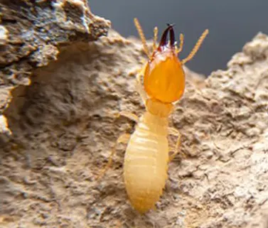 termite - traitement charpente - traitement bois -traitement termites à libourne contre les insectes à larves xylophages et insectes xylophages