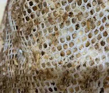 Traitement termites par pièges appâts à BLAYE