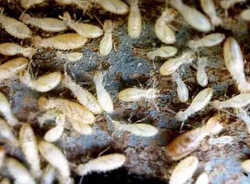 Besançon : Traitement termites, insectes xylophages, mérule - SOLUTY
