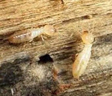 Traitement termites curatif par injection d'insectice dans les bois et les murs afin de stopper la colonie de termite à Langon, toulenne, sauternes, fargues, saint-macaire, caudrot, castets-en-dorthe, saint-maixant, verdelais, léognan, martillac, haux, targon, frontenac, cleyrac, cazaugitat, dieulivol, le puy, monségur, saint-martin-de-lerm, camiran, saint-sulpice-de-pommiers, gornac, baigneaux, coirac, capian, soulignac, escoussans, saint-pierre-de-bat, mourens, langoiran, podensac, beguey, cérons, loupiac, barsac, preignac, fargues, caudrot, barie, floudès, la réole, fontet, saint-vivien-de-monségur, fossès-et-baleyssac, Saint-michel-de-lapujade, mongauzy, fontret, savignac, auros, cazats, aillas, labescau, sigalens, cocumont, romestaing, masseilles, grignols, manrions, birac, sauviac, bazas, cudos, pompéjac, lignan-de-bazas, Aubiac, le nizan, roillan, noaillan, villandraut, préchac, saint-symphorien, balizac, ongne, louchats, guillos, landiras, cabanac-et-villagrains, saint-michel-de-rieufret, saint-morillon, saint-selve, la brède, saucats…