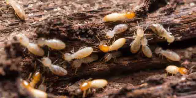 Traitement termites curatif par injection d'insectice dans les bois et les murs afin de stopper la colonie de termite à Libourne, Abzac, Arveyres, Bayas, Les Billaux, Bonzac, Cadarsac, Camps-sur-l'Isle, Chamadelle, Coutras, Daignac, Dardenac, Les Églisottes-et-Chalaures, Espiet, Le Fieu, Génissac, Gours, Guîtres, Izon, Lagorce, Lalande-de-Pomerol, Lapouyade, Maransin, Moulon, Nérigean, Les Peintures, Pomerol, Porchères, Puynormand, Sablons, Saint-Antoine-sur-l'Isle, Saint-Christophe-de-Double, Saint-Ciers-d'Abzac, Saint-Denis-de-Pile, Saint-Germain-du-Puch, Saint-Martin-de-Laye, Saint-Martin-du-Bois, Saint-Médard-de-Guizières, Saint-Quentin-de-Baron, Saint-Sauveur-de-Puynormand, Saint-Seurin-sur-l'Isle, Savignac-de-l'Isle, Tizac-de-Curton, Tizac-de-Lapouyade, Vayres