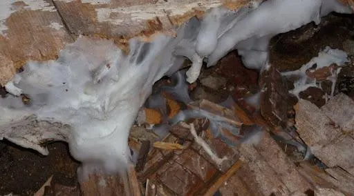 Une mérule sur un chantier à LIBOURNE