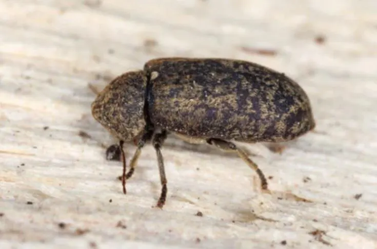 les grosses vrillettes sont des nuisibles du bois