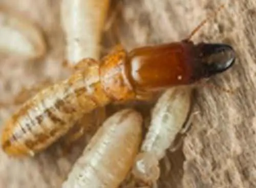 photo d'un soldat d'un termites des bois secs