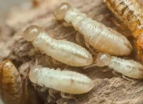 photo de Nymphes termites des bois secs
