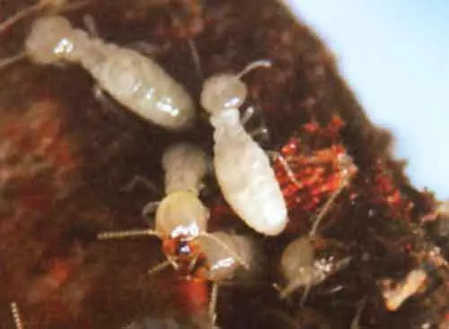photo de termites souterrains ouvriers, les insectes xylophages