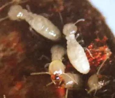 Traitement termites préventif