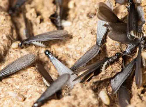 photo d'un essaimage avec des termites souterrains reproducteurs adultes ailés