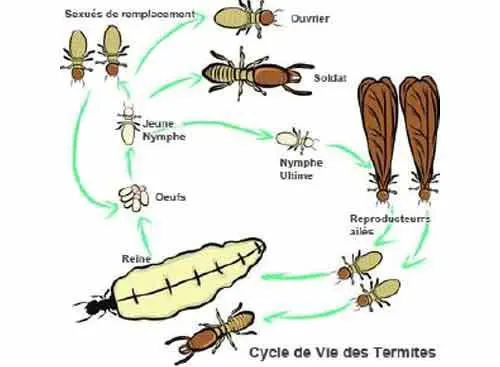 Le cycle biologique des termites souterrains
