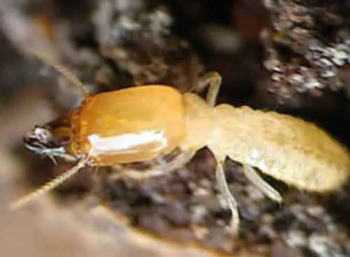 une photo d'un soldat termites souterrains